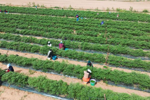 farming crops SCL